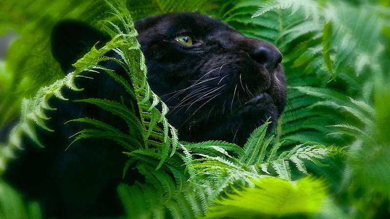 1080P, black panther, wildlife, panther, green, blurry
