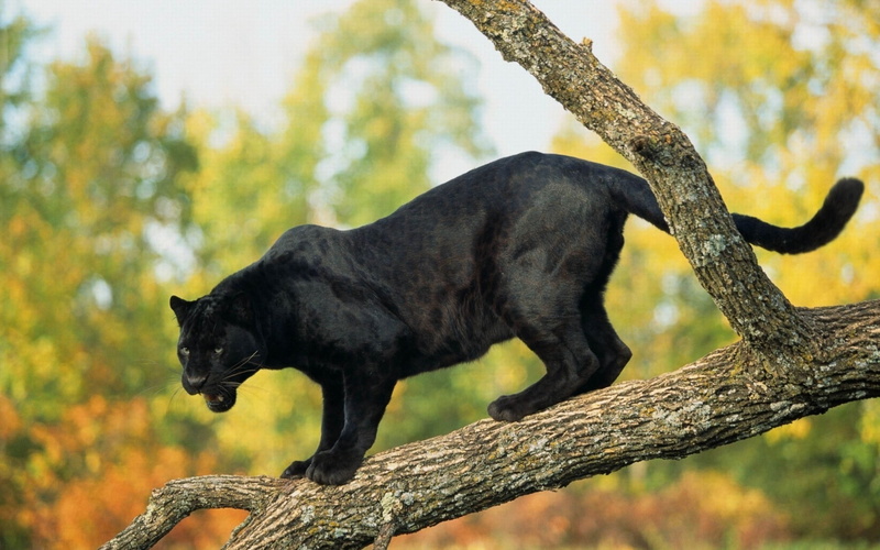 black Color, day, animals In The Wild, pets, yellow, panther, wildlife, trunk, vertebrate, fur, plant, animal wildlife, no people, trees, tree, cute, animal themes