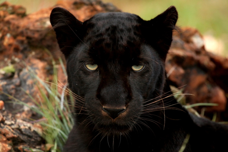 animal Eye, animal Head, animals Hunting, looking, carnivore, muzzle, fur, big cat, aggression, vertebrate, mammal, animal body part, human Face, portrait