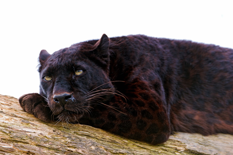 carnivora, big Cat, carnivore, looking at camera, panther, fur, endangered Species, pets, wood - material, vertebrate, day, bear, brown, mammal, animal