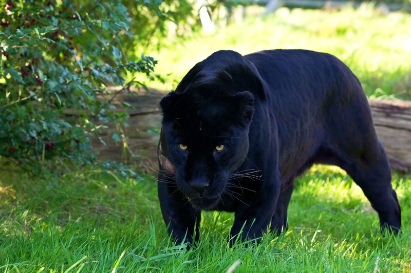Jaguar, field, Panther, animal themes, animal, cute, close-up, black Color, vertebrate, grass, nature, domestic animals, outdoors, pets, domestic, carnivore