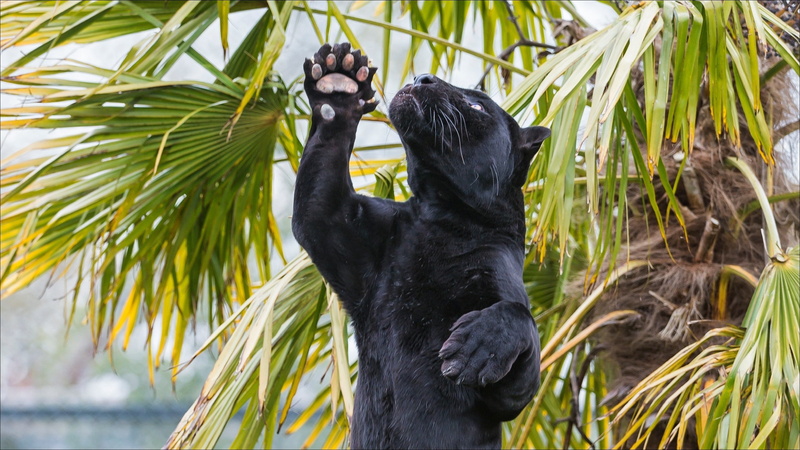 2K, cub, hd-, black, s, cat, jaguar, Nature, cats, animals, Amazing Animals, panther, predator