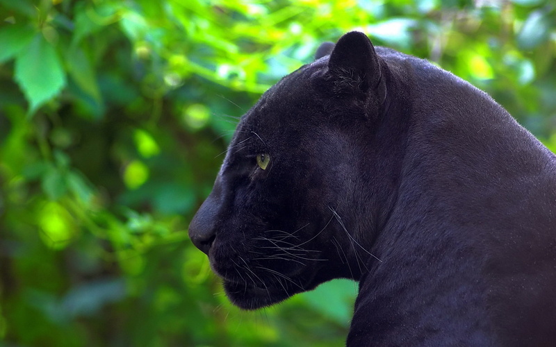 animal, no people, profile view, large, animal themes, portrait, day, animal Head, land, wildlife, profile, black, outdoors, endangered Species, whisker