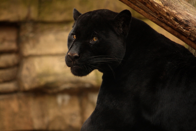 close-up, looking, wild cat, animal wildlife, cat, focus on foreground, black Jaguar, animal, one animal, mammal, animal body part, looking away, animal themes