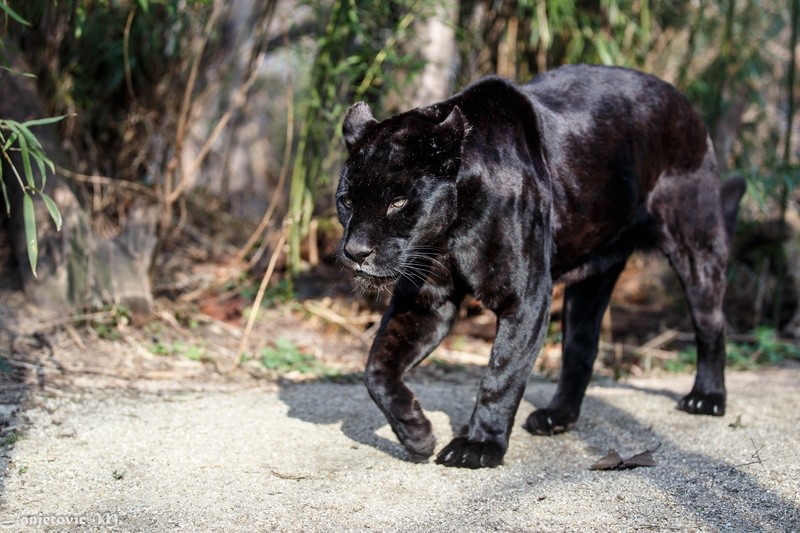 domestic animals, animal wildlife, nature, day, jaguar, tree, no people, animals In The Wild, feline, one Animal, panther, outdoors, looking, focus on foreground