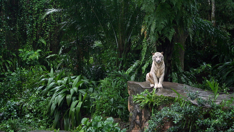 tiger, 2K, siberian-tiger, white-tiger, the-white-tiger, bengal-tiger, white