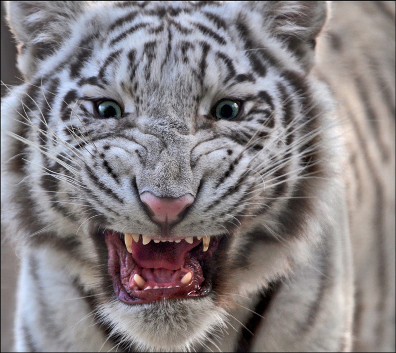 1080P, eyes, blue, white, tiger