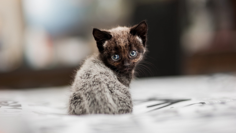 selective focus, cat, one animal, pets, gray, haired, animals, whisker, 2K, close-up, no people, mammal, depth of field, kittens, focus on foreground