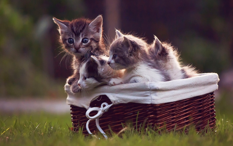no people, kitten, domestic, vertebrate, baskets, animals, feline, maine coon cat, gray, looking at camera, mammal, cute, 720P, group of animals, grass