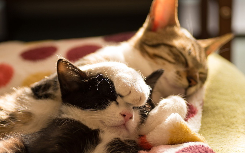 kitten, close-up, animal family, pets, indoors, gray, sleeping, cat, whisker, vertebrate, animals, animal themes, feline, 1080P, small, focus on foreground