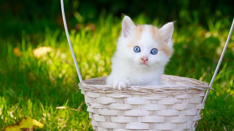 720P, blue eyes, kitten, fur, baby, white, look, short, basket, orange