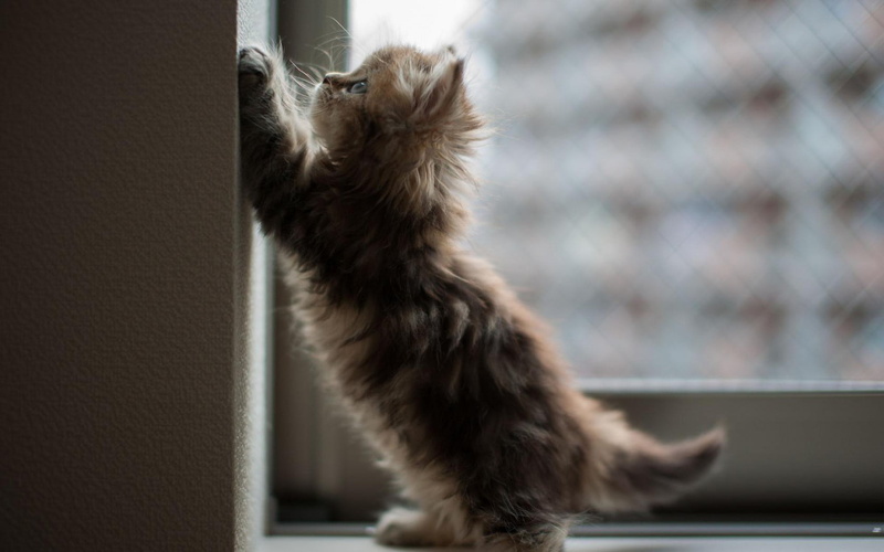 animal body part, kittens, no people, 720P, animal hair, whisker, hair, domestic, kitten, window, indoors, cat, gray, animal themes, beside, glass, animal
