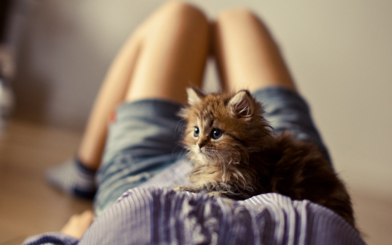 beautiful, sofa, home Interior, relaxation, legs, resting, happiness, smiling, selective focus, cute, domestic, love, feline, portrait, domestic Cat, friendship