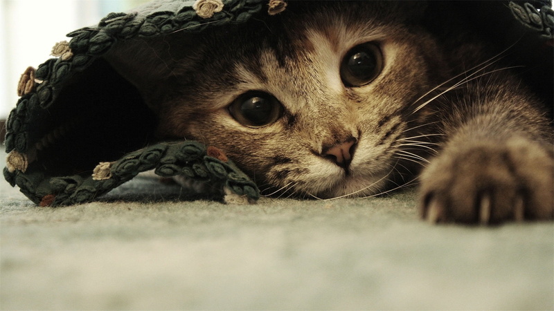 animal, indoors, human Face, close-up, domestic Cat, animal eye, short, vertebrate, Ben Torode, kitten, looking, 1080P, feline, animal themes, selective focus
