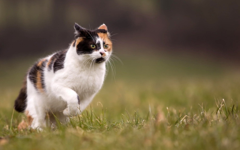 animal, no people, portrait, one animal, grass, feline, domestic, domestic cat, domestic animals, land, depth of field, mammal, whisker, plant, kitten