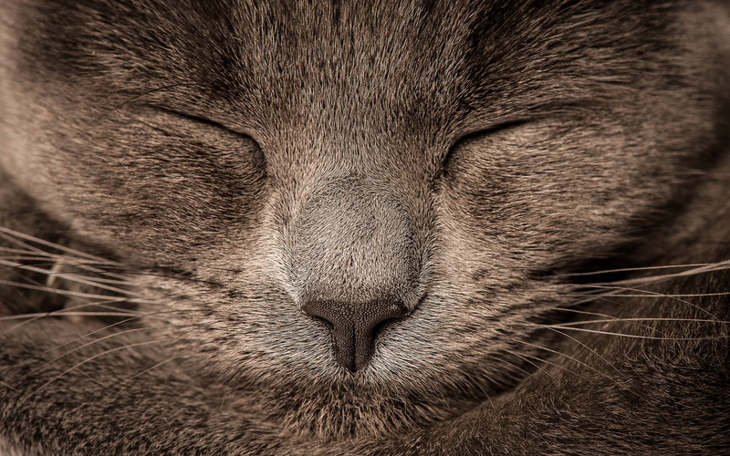 closeup, no people, animal nose, eyes closed, furry, animals, one animal, domestic cat, whisker, close-up, relaxation, sleeping, vertebrate, short, snout