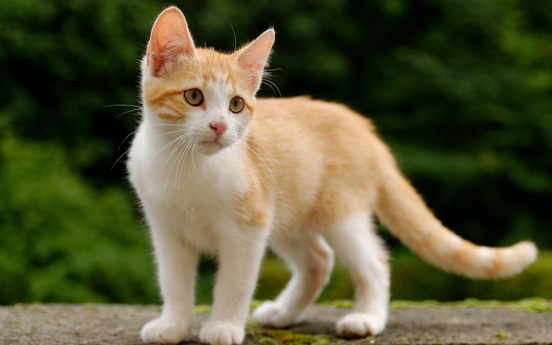 mammal, domestic cat, looking at camera, ginger cat, domestic animals, 1080P, standing, feline, domestic, portrait, short, animals, fur, young animal