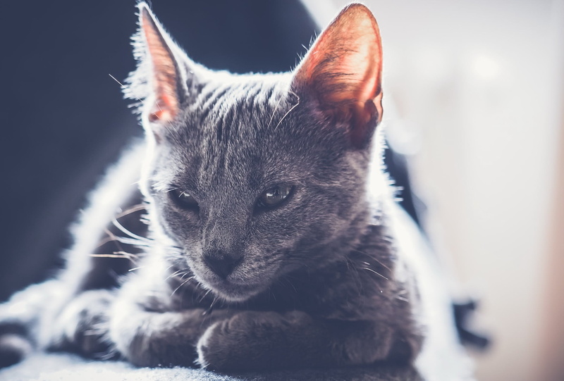 looking away, focus on foreground, animals, looking, domestic cat, animal body part, animal themes, domestic animals, close-up, mammals, animal head, indoors