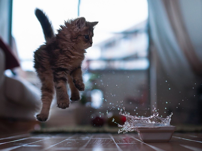 domestic cat, Ben Torode, splashes, gray, kitten, glass - material, motion, domestic, no people, wooden surface, looking, indoors, 720P, one animal, mammal