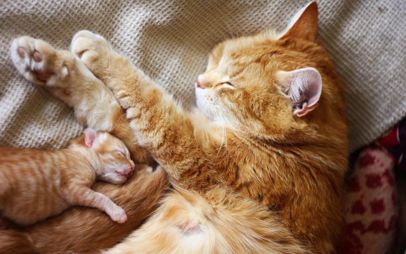 cat, kittens, 1080P, animals, baby, baby cat