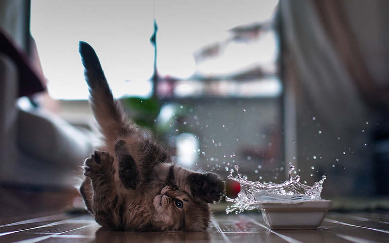 vertebrate, 1080P, indoors, animals, domestic animals, domestic cat, transparent, domestic, water, glass - material, pets, Ben Torode, no people, focus on foreground