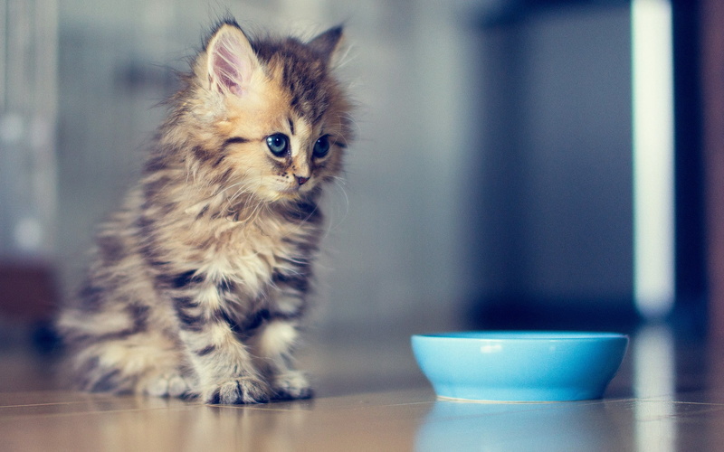 1080P, kittens, animals, bowls, baby animals, cat, Ben Torode