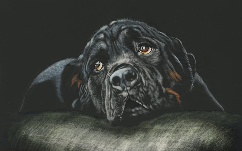 2K, Breed, Dog, k, Black, Rottweiler