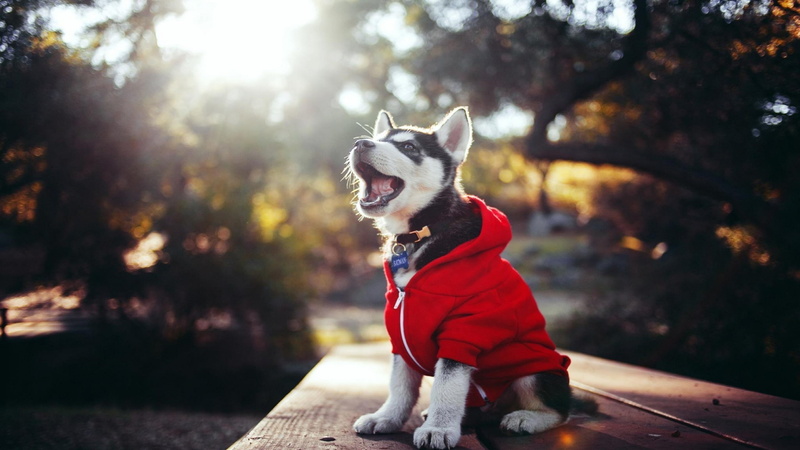 husky, dog breed, sunlight, puppy, 4K, fun, tree, dressed, dog, photograph, photography, cute, clothing, red coat, autumn