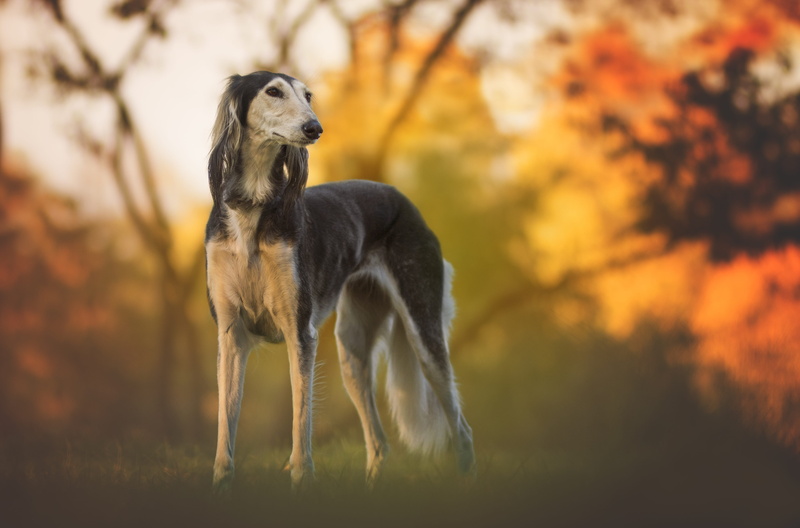 shift, colors, greyhound, forest, the persian greyhound, one animal, mammal, dog breed, tilt, saluki, domestic animals, standing, pet, photo, love, full length