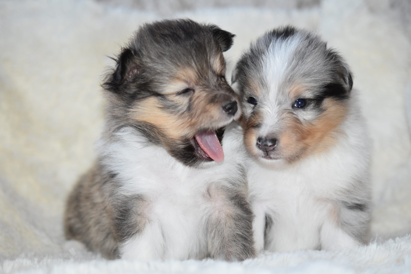 no people, puppy, adorable, pets, animal, focus on foreground, animals, cute, 5K, domestic animals, puppies shetland sheepdog, mammal, togetherness, mouth open