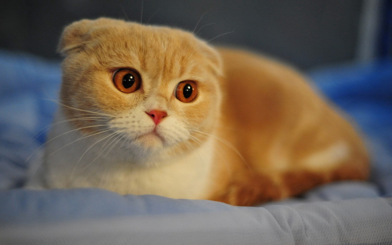 macro, ears, scottish fold, animal, paw, feline, home Interior, face, fur, white, animal eye, 1080P, domestic Life, indoors, breed, lying Down, sleeping