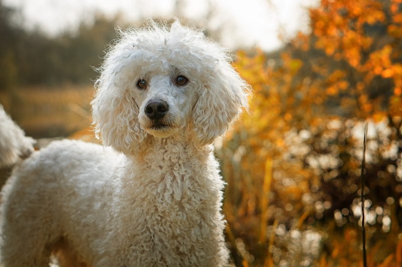 white, domestic, animal themes, autumn, hair, purebred dog, the poodle, 5K, looking, outdoors, tree, animal, standard, nature, the dog breed, no people