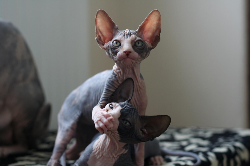 focus on foreground, pets, gray, 1080P, representation, whisker, small, one animal, portrait, cat, Sphynx cat, domestic cat, pink, domestic, domestic animals