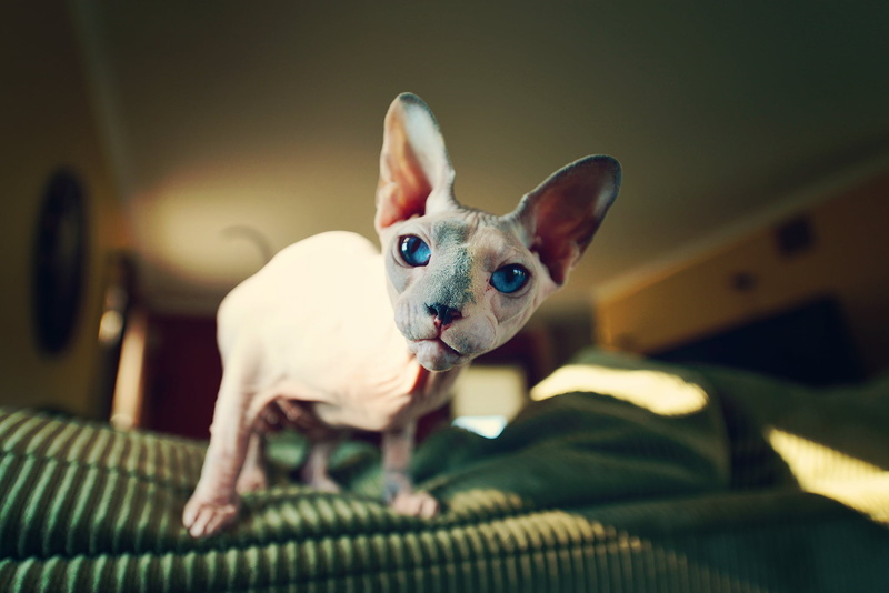 chihuahua - Dog, furniture, men, bald, looking at camera, young Animal, cat, animal themes, sphynx Hairless Cat, brown, portrait, no people, one Person