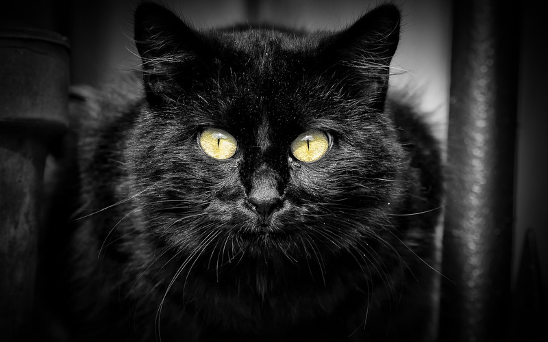 Cat, Eyes, Yellow, 1080P, Background, Black, fur