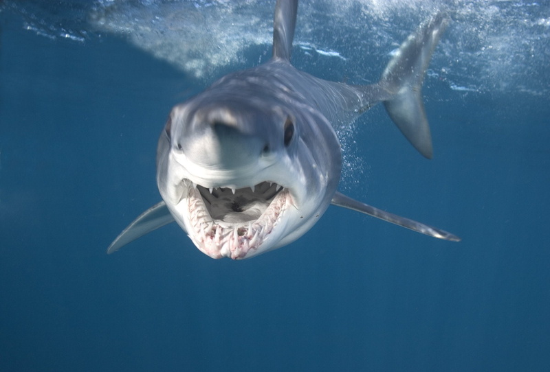 Tiburon, no people, motion, 1080P, underwater, shark, swimming, aggression, vertebrate, animal, animal themes, animal teeth, marine, sea, blue, one animal