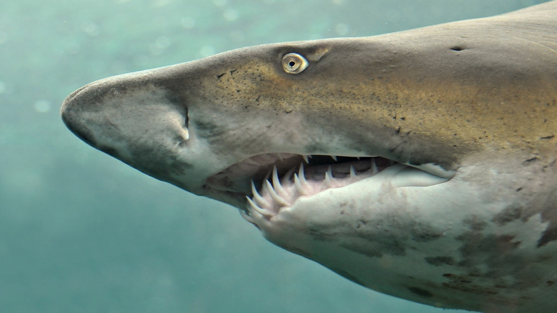 animal teeth, water, underwater, undersea, animals, animal mouth, close-up, fish, sea, no people, mouth open, animal, one animal, shark, sea life, animal themes