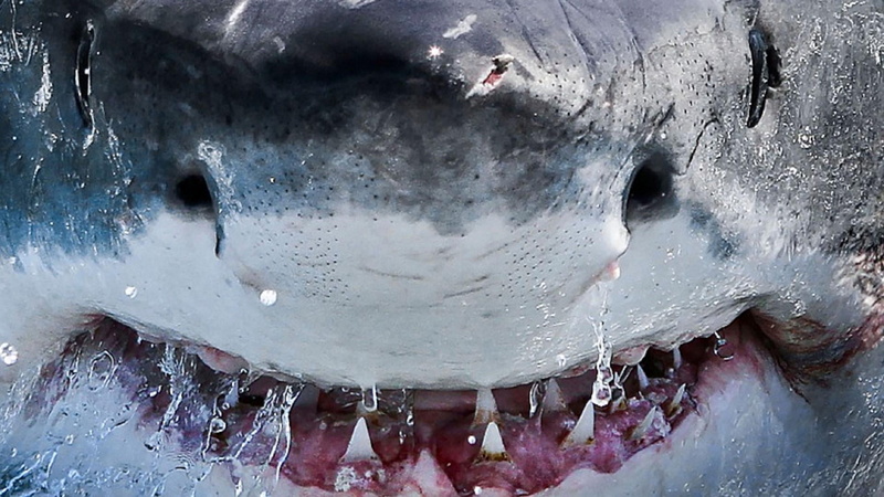 cold temperature, nature, no people, bubble, outdoors, day, mouth, body part, wet, drop, frozen, 1080P, animals, water, ice, close-up, shark, teeth, soap sud