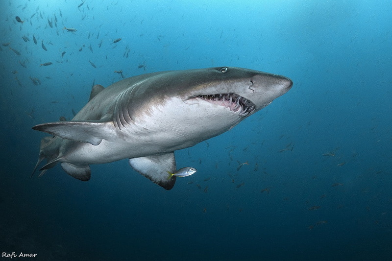 photography, undersea, one animal, vertebrate, underwater, animal body part, animal head, animal, 480P, animal wildlife, animal teeth, animals in the wild