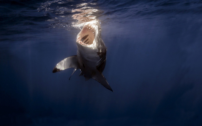 under water, bottle-nosed Dolphin, white, animal themes, 1080P, no people, teeth, flying, swimming, vertebrate, animal, mammal, gray, shark, underwater