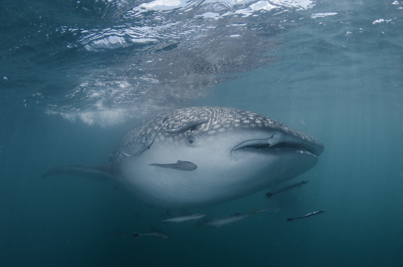 saltwater fish, shark, animal teeth, animal, 1080P, aggression, fish, swimming, no people, water, sea life, anger, sea, sign, animal wildlife, underwater
