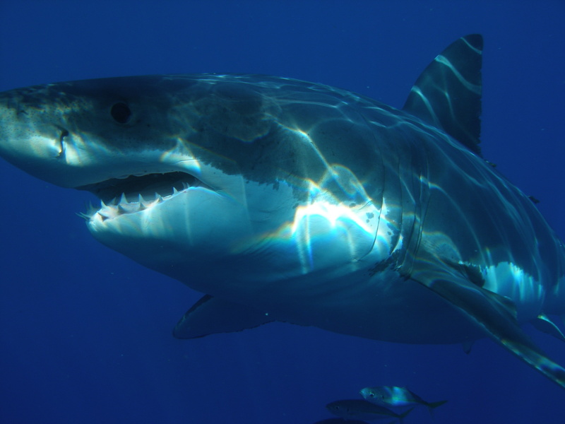 nature, marine, saltwater fish, undersea, shark, sea life, fish, sea, animal body part, animal teeth, swimming, aggression, one animal, no people, animals in the wild