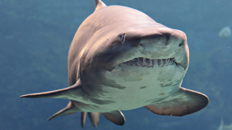 animal themes, underwater, vertebrate, animal wildlife, one animal, animal head, animal body part, shark, blue, ceramic, white, swimming, sea life, close-up