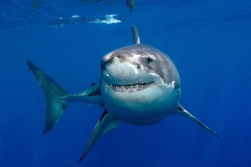 blue, animal body part, aggression, one animal, sea life, looking at camera, outdoors, no people, animal teeth, saltwater fish, animal themes, animal, shark