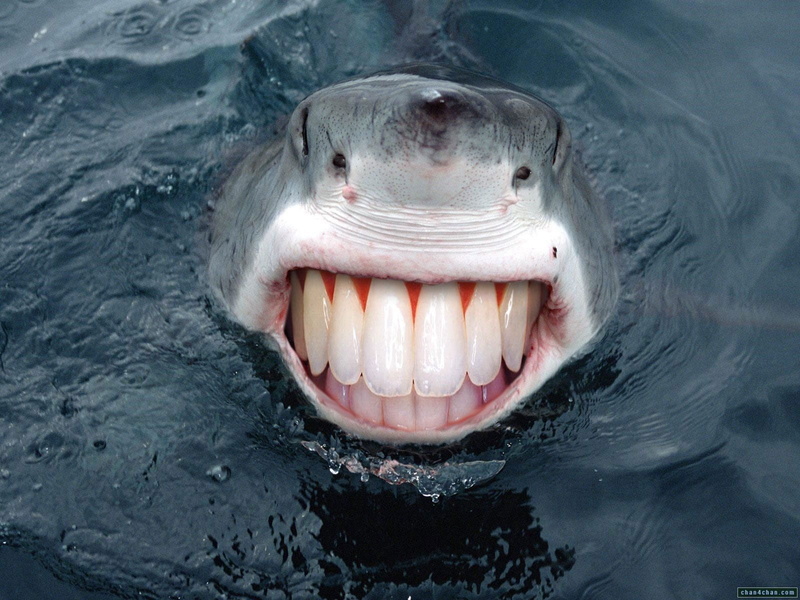 teeth, sharks, water, 720P, smiling