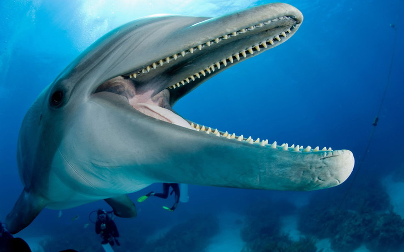 animal themes, 4K, no people, nature, phones, saltwater fish, animal mouth, open, dolphin, marine, mobile, sea life, animals in the wild, underwater