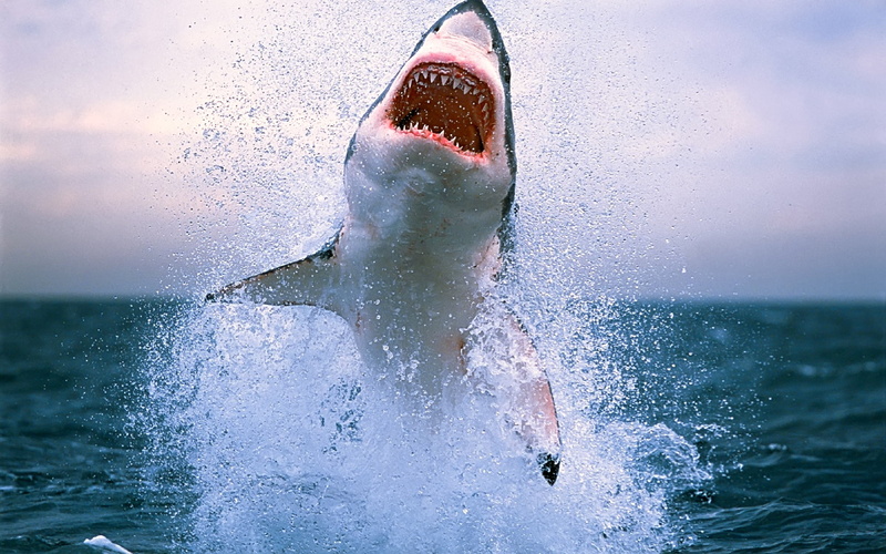 nature, swimming, animals, summer, men, animal wildlife, surfing, shark, speed, sea, water, animal, one animal, surf, jumping, blue, animals in the wild