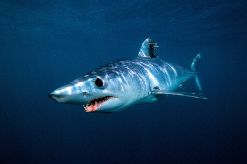 water, one animal, outdoors, shark, animal, animal wildlife, animal themes, serrated, saltwater fish, no people, aggression, mako shark, undersea, animals in the wild