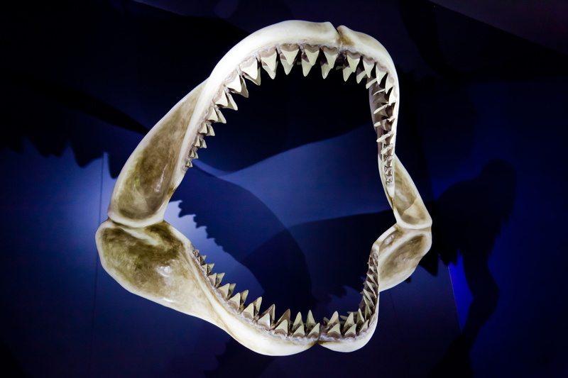 fear, scary, one animal, human skeleton, teeth, colored background, Danger, shark, big, bone, jaws, Big, studio shot, bite, mouth, animal themes, sea life