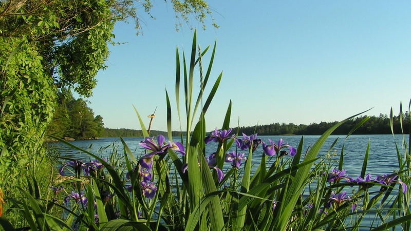 flowering plant, day, bloomy, green color, iris, riverside, no people, sky, flowers, summer, irisis, nature, clear sky, outdoors, blue sky, flower, plant